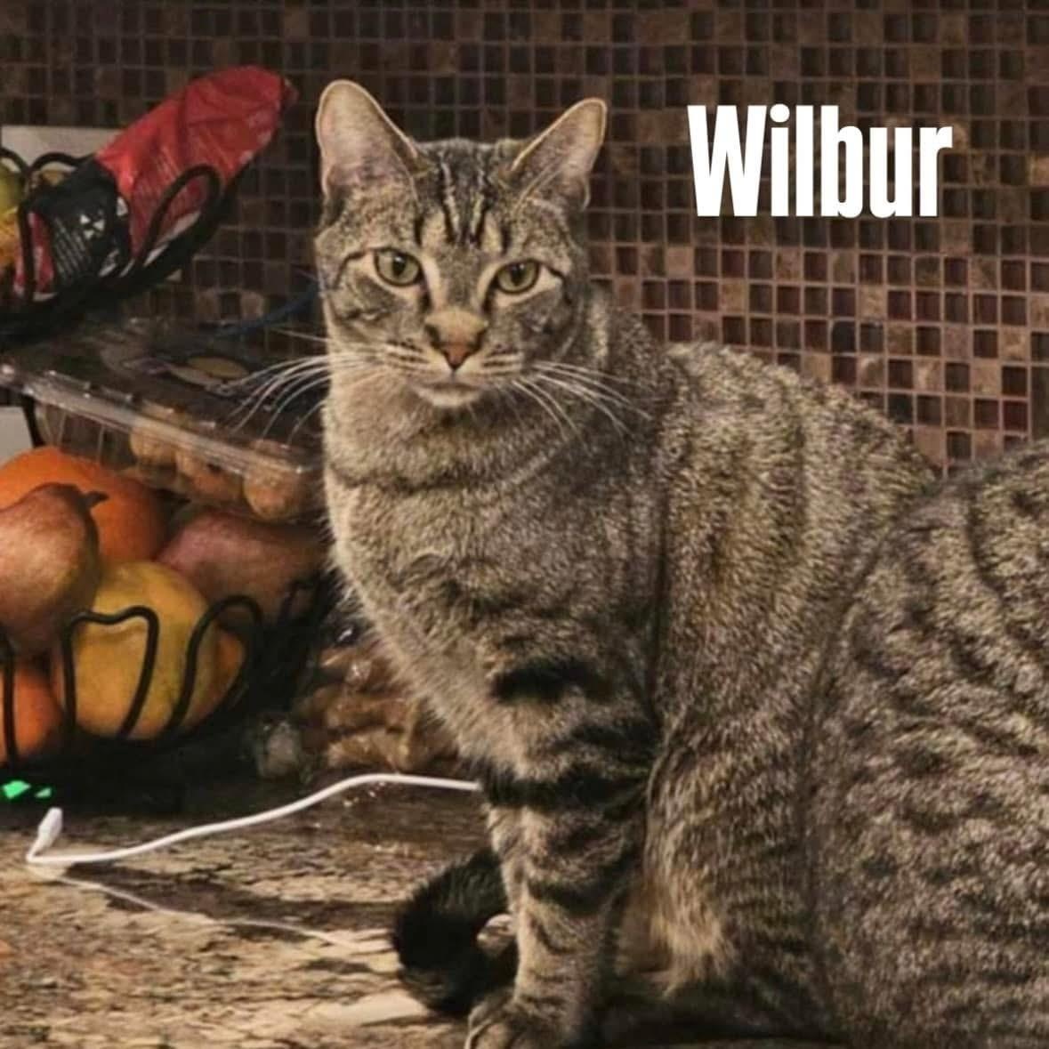 Wilbur