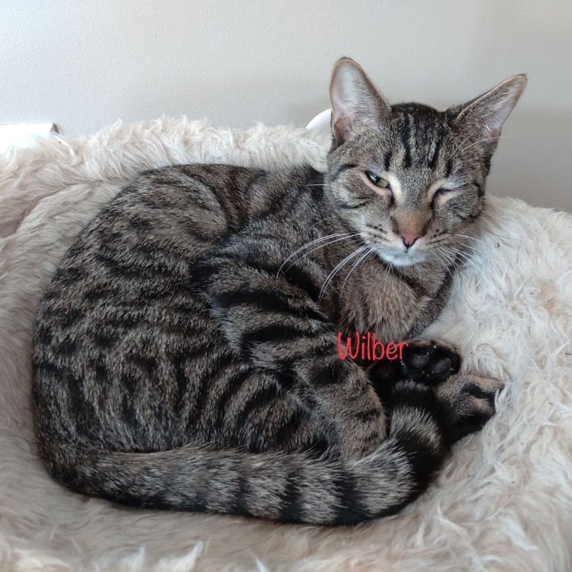 Enlarge Wilbur, a Adoptable mixed breed in Palatine, IL image 3/5