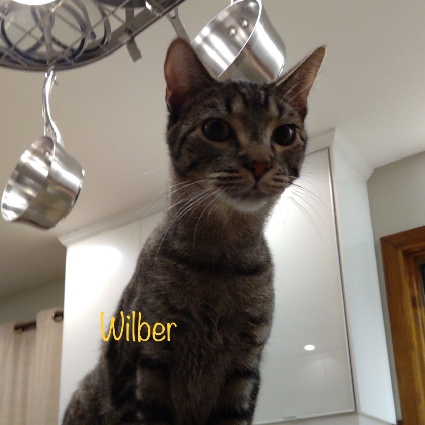 Enlarge Wilbur, a Adoptable mixed breed in Palatine, IL image 5/5