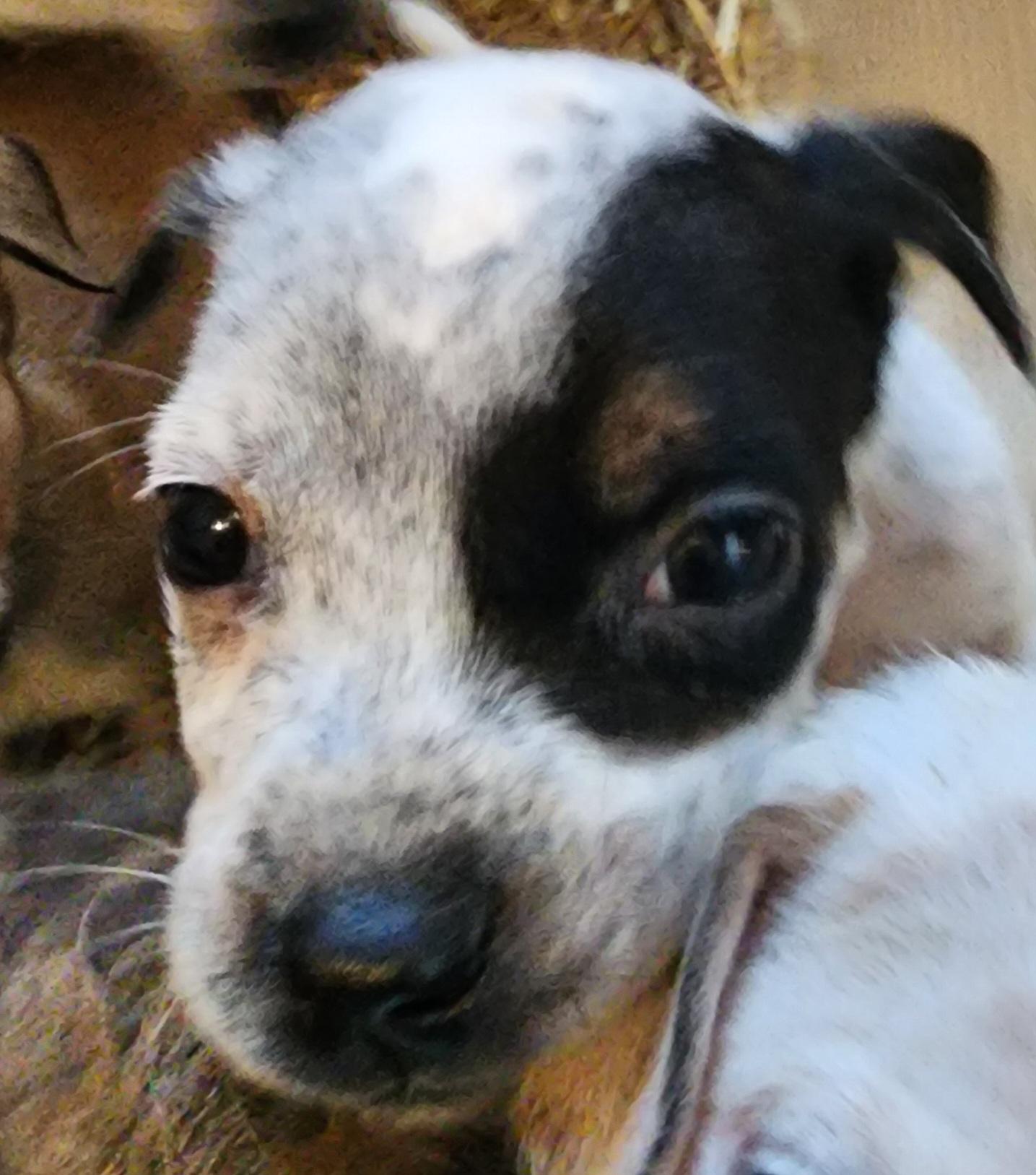 Enlarge Silas, a ADOPTABLE mixed breed in Lafayette, CA image 1/1