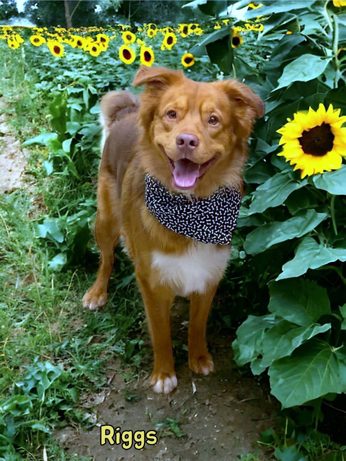 Dog for adoption RIGGS, an Australian Shepherd in Sumter, SC Petfinder Dog for adoption RIGGS, an Australian Shepherd in Sumter, SC Petfinder