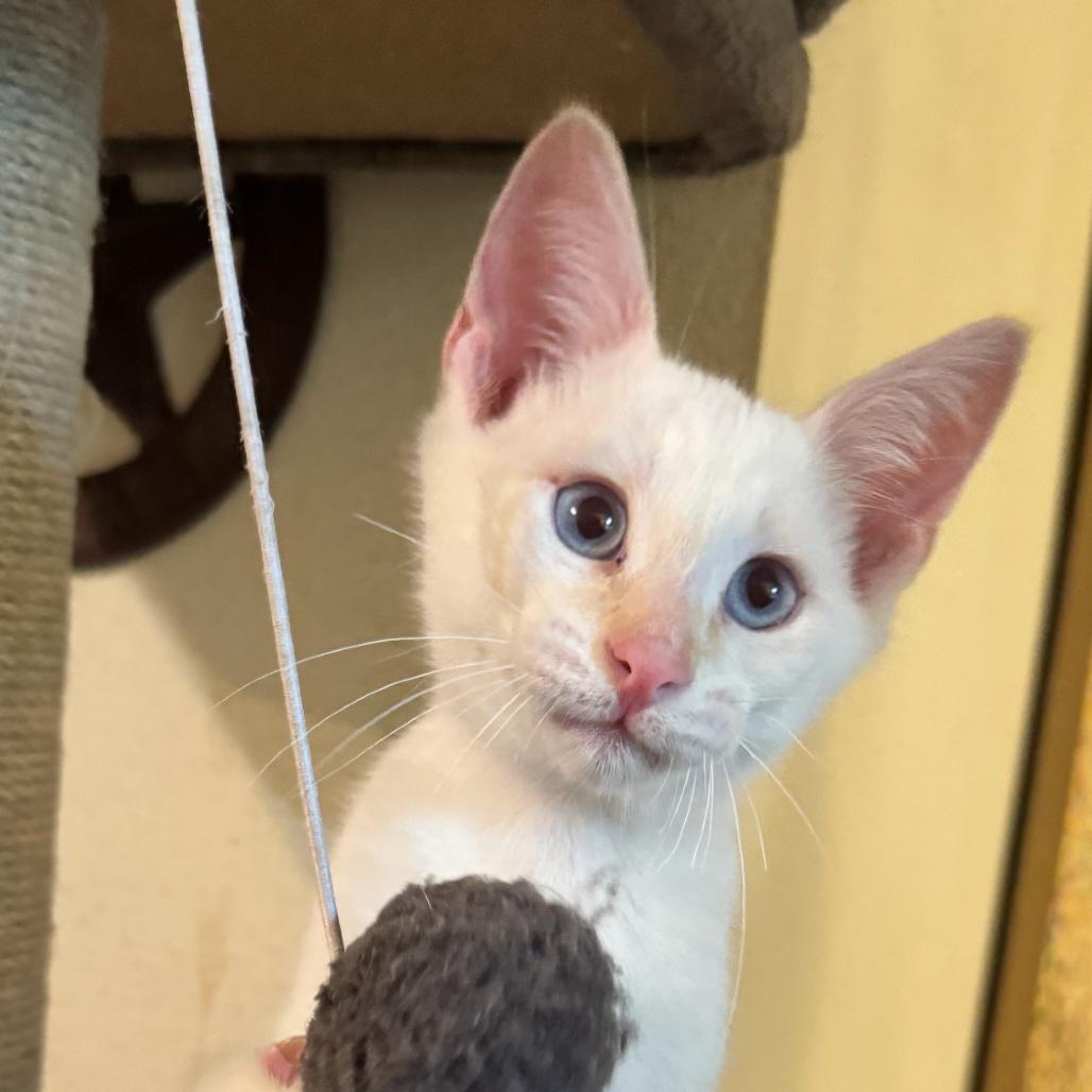 Polar, Adoptable, Kitten Male Siamese.