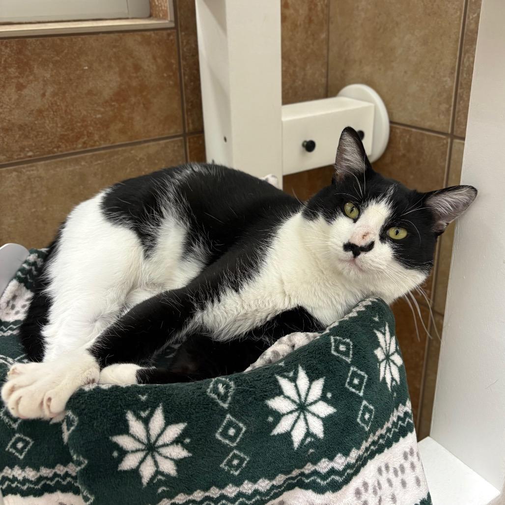 Enlarge Ollie, a Adoptable Domestic Short Hair in Spokane, WA image 1/5