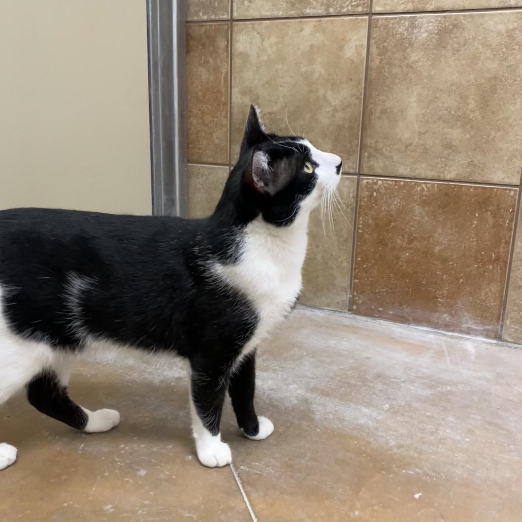 Enlarge Ollie, a Adoptable Domestic Short Hair in Spokane, WA image 2/5