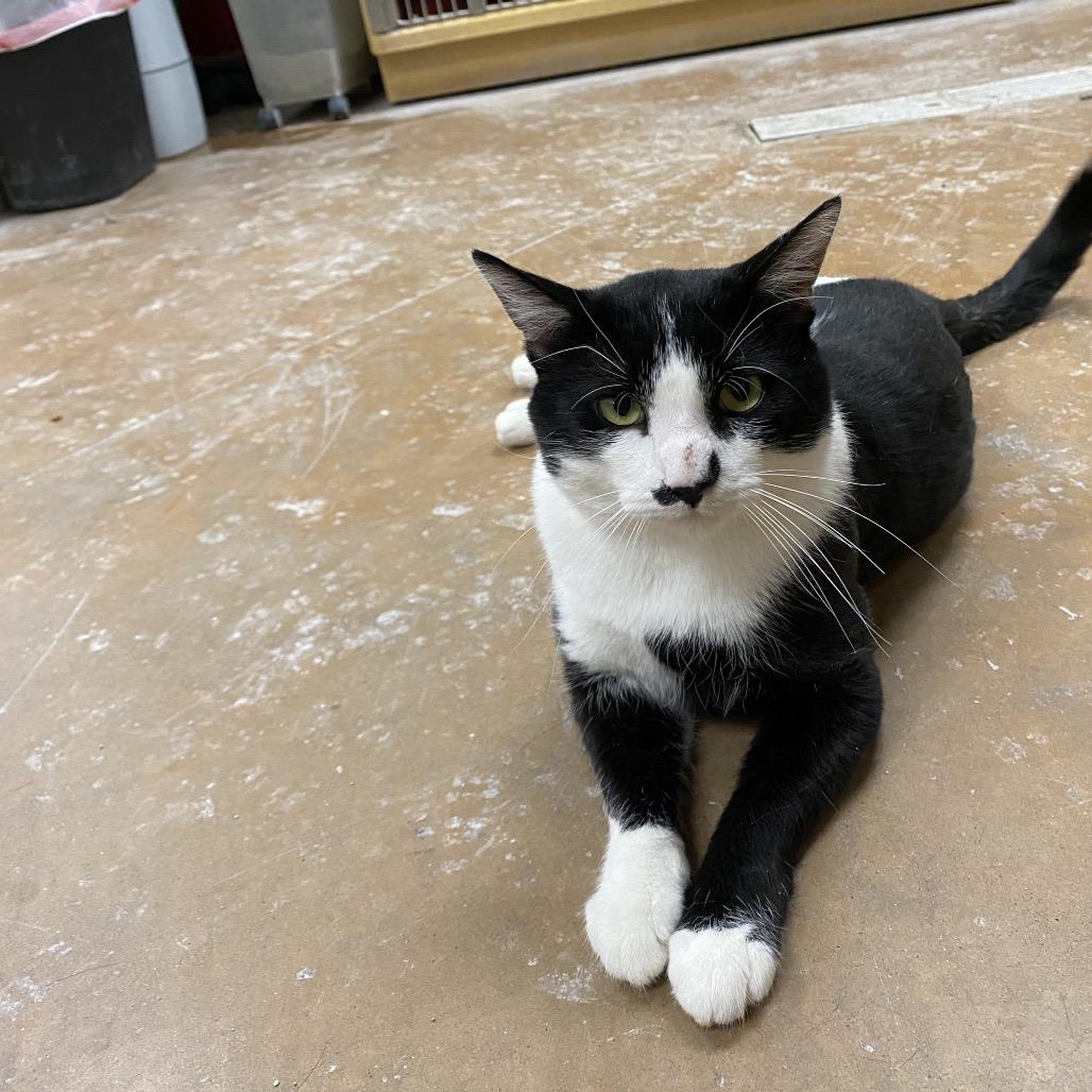 Enlarge Ollie, a Adoptable Domestic Short Hair in Spokane, WA image 3/5