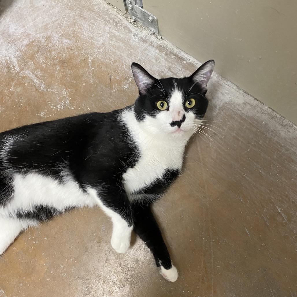 Enlarge Ollie, a Adoptable Domestic Short Hair in Spokane, WA image 4/5