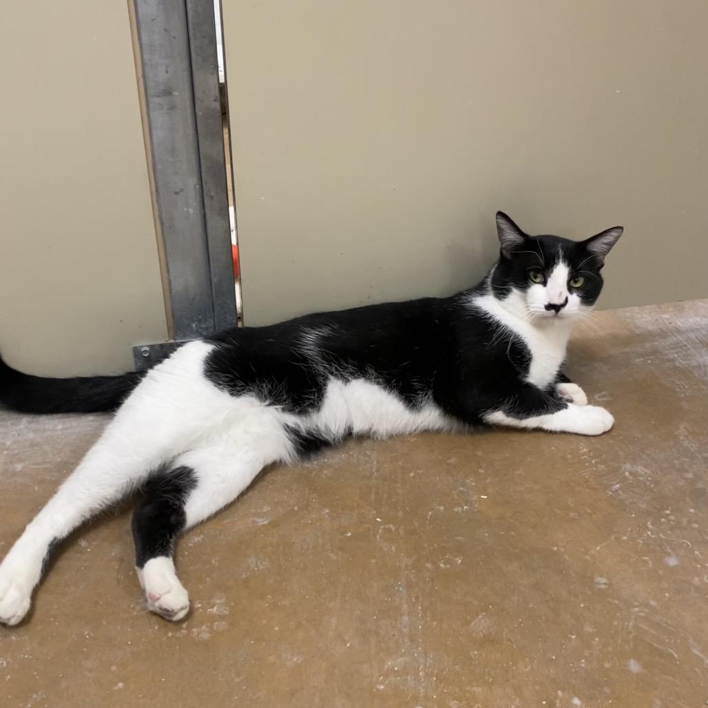 Enlarge Ollie, a Adoptable Domestic Short Hair in Spokane, WA image 5/5