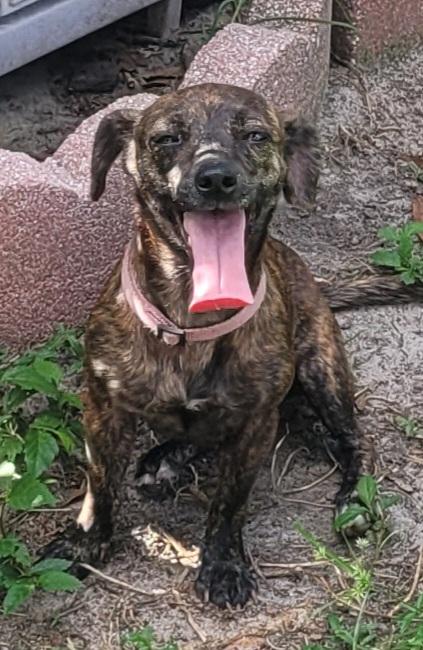 Lily, Adopted, Young Female Chihuahua.
