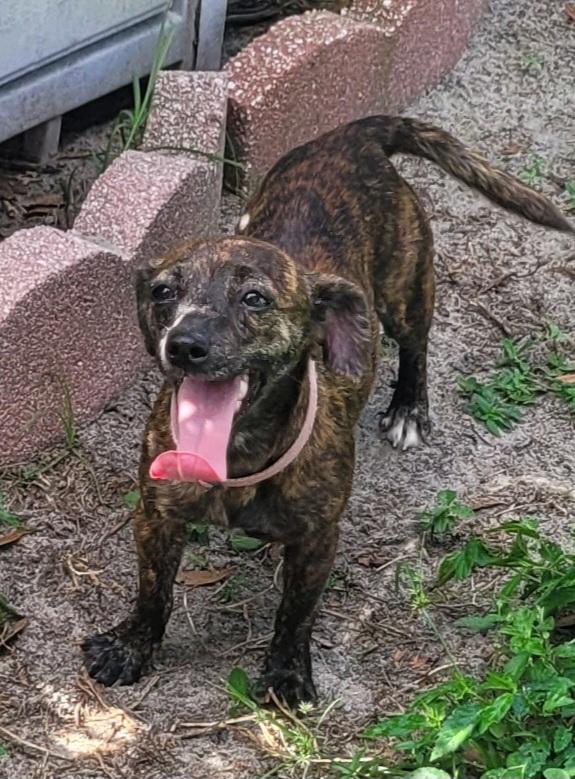 Enlarge Lily, a Adopted mixed breed in Chiefland, FL image 2/2