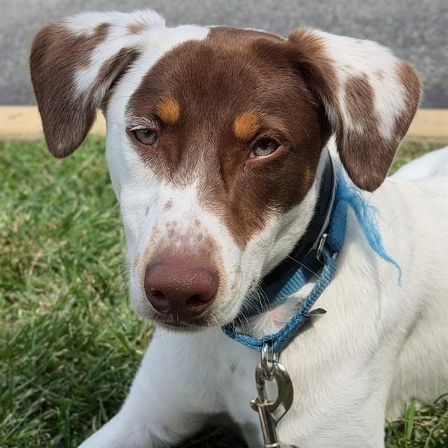 WILEY, Adoptable, Young Male Labrador Retriever & Mixed Breed.