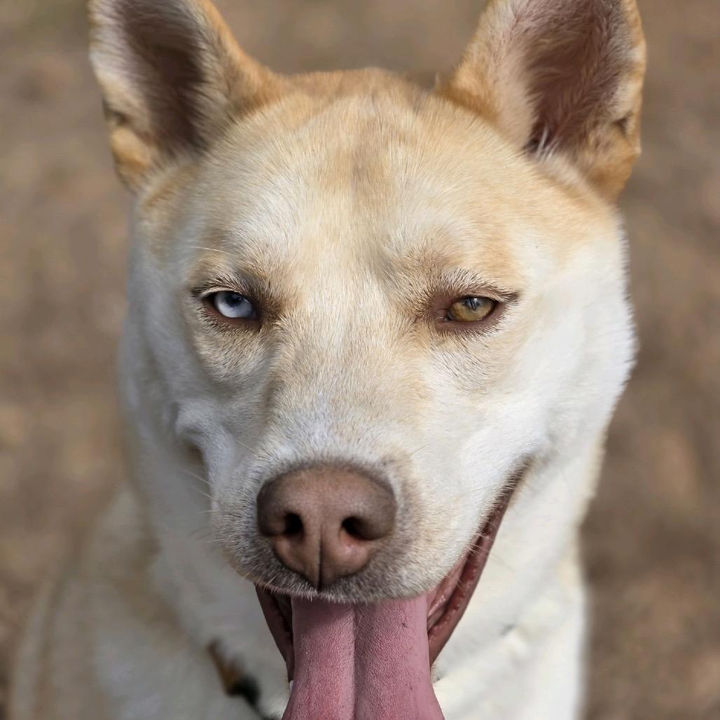 Pita, Adoptable, Adult Male Husky & Mixed Breed.