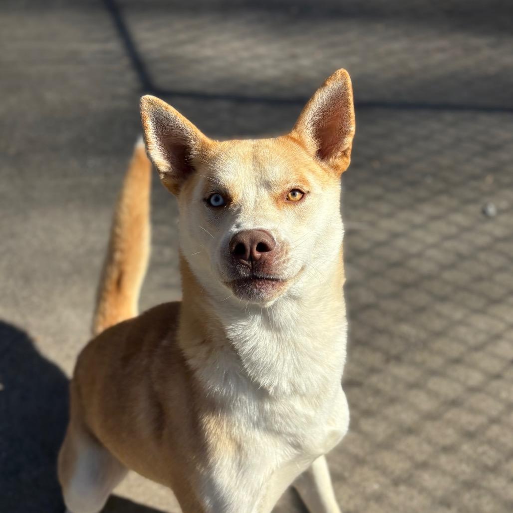 Enlarge Pita, a Adoptable mixed breed in Columbus, NC image 2/6