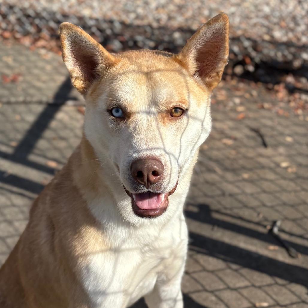 Enlarge Pita, a Adoptable mixed breed in Columbus, NC image 3/6