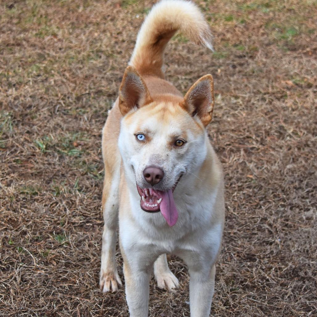 Enlarge Pita, a Adoptable mixed breed in Columbus, NC image 4/6