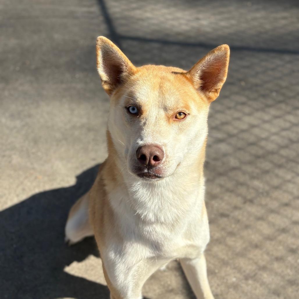 Enlarge Pita, a Adoptable mixed breed in Columbus, NC image 5/6