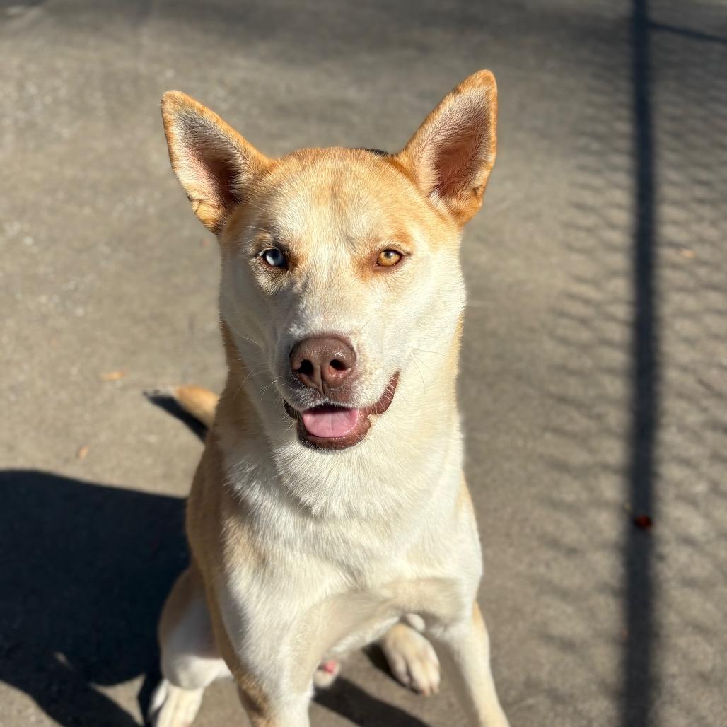 Enlarge Pita, a Adoptable mixed breed in Columbus, NC image 6/6