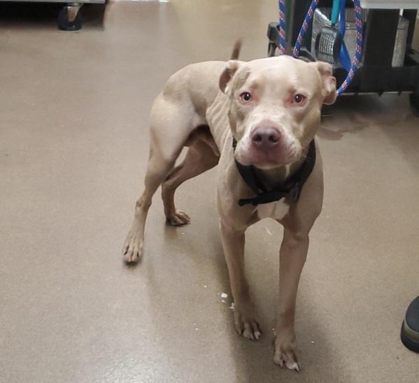 T-BONE, Adoptable, Young Male Pit Bull Terrier.
