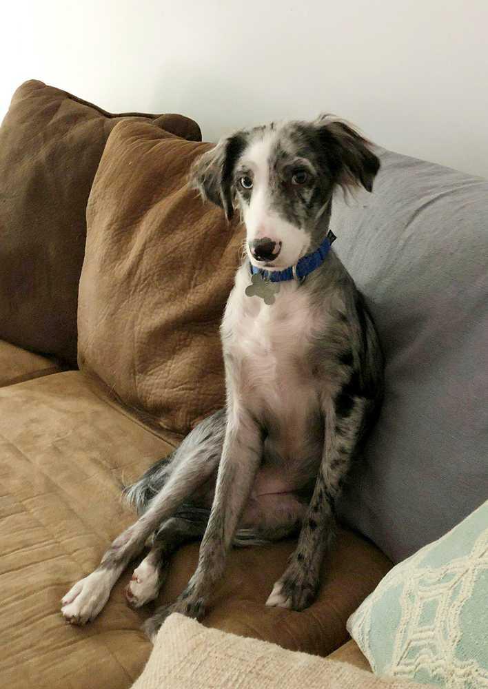 Enlarge Andouille, a Adopted mixed breed in Nokomis, FL image 1/1