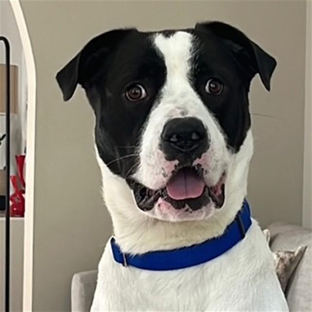 Enlarge GOOSE, a Adoptable mixed breed in Louisville, KY image 1/1