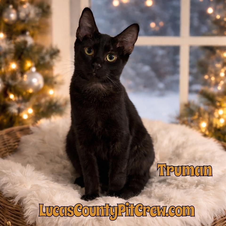 Enlarge Truman, a Adoptable mixed breed in Toledo, OH image 1/1