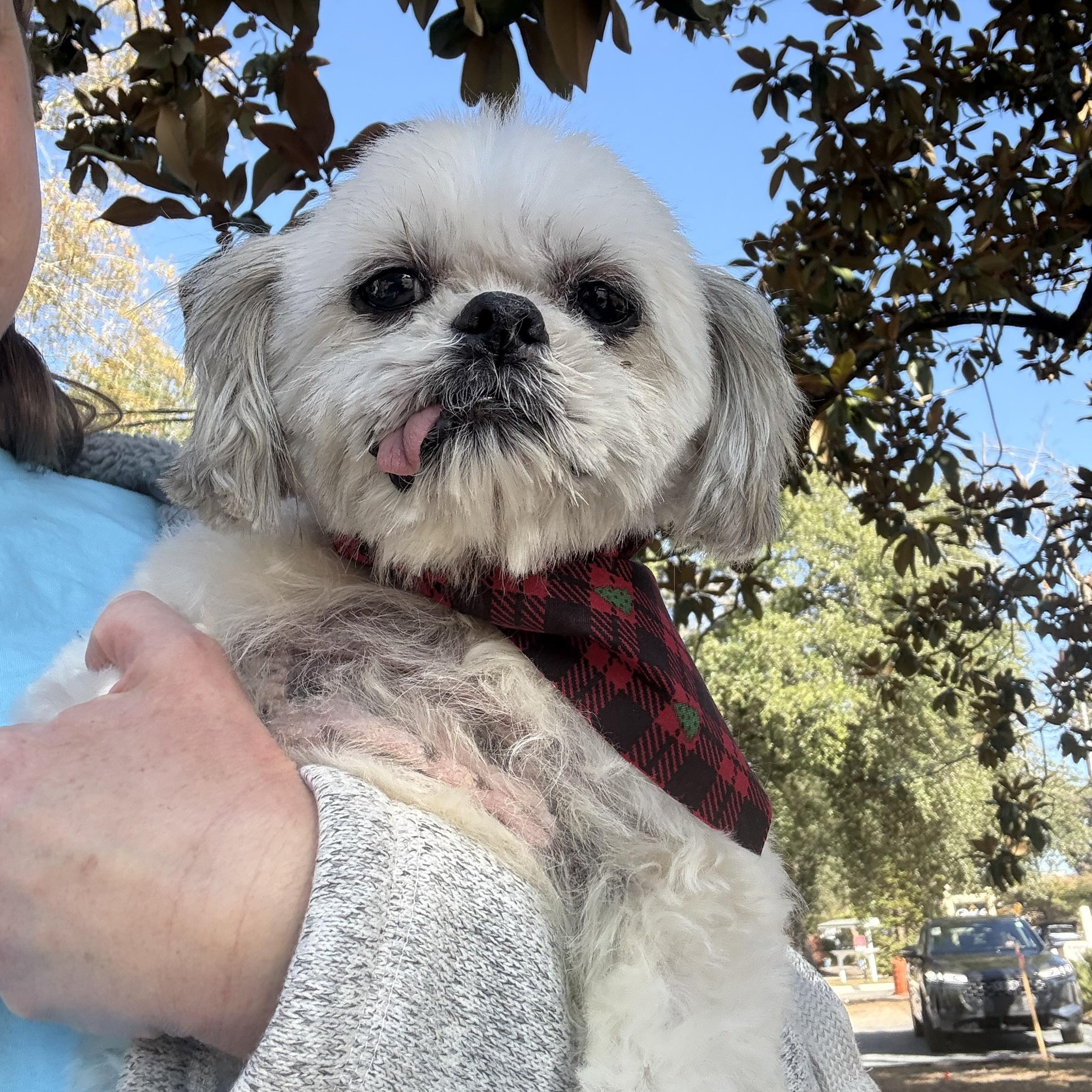 Finn, ADOPTABLE, Adult Male Maltese.