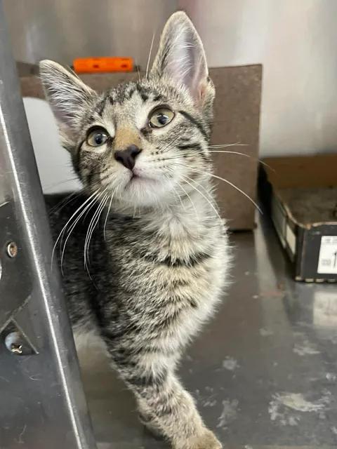 Turbo, a ADOPTABLE Domestic Short Hair in Stillwater, OK image 1/2