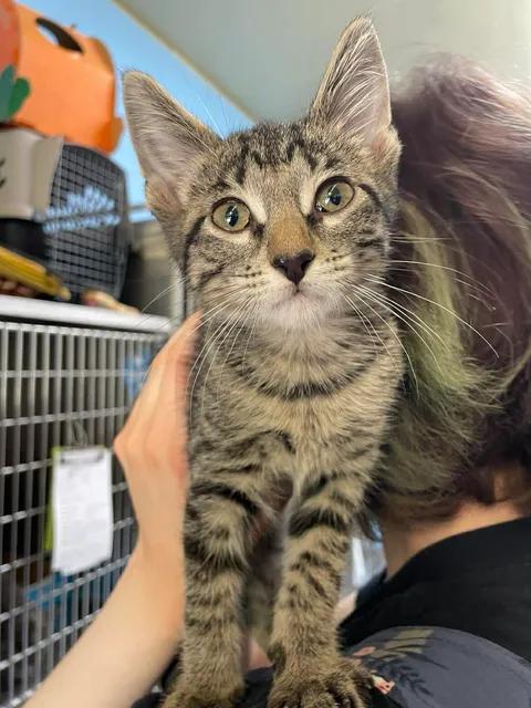 Turbo, a ADOPTABLE Domestic Short Hair in Stillwater, OK image 2/2