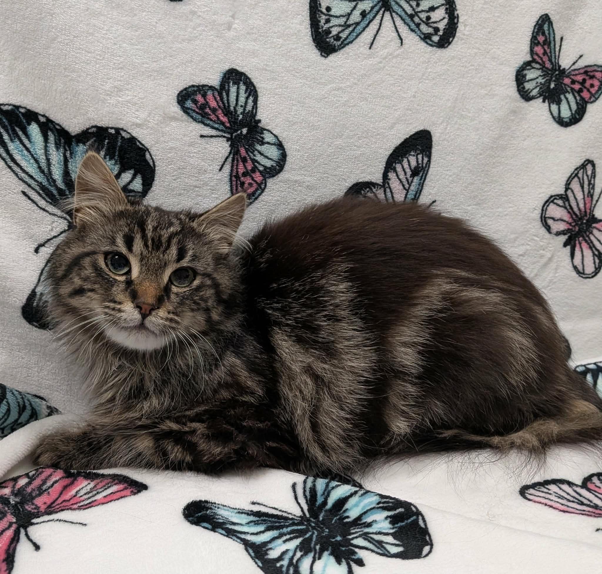 EVEREST, an adoption pending Domestic Long Hair in Tillsonburg, ON image 2/6