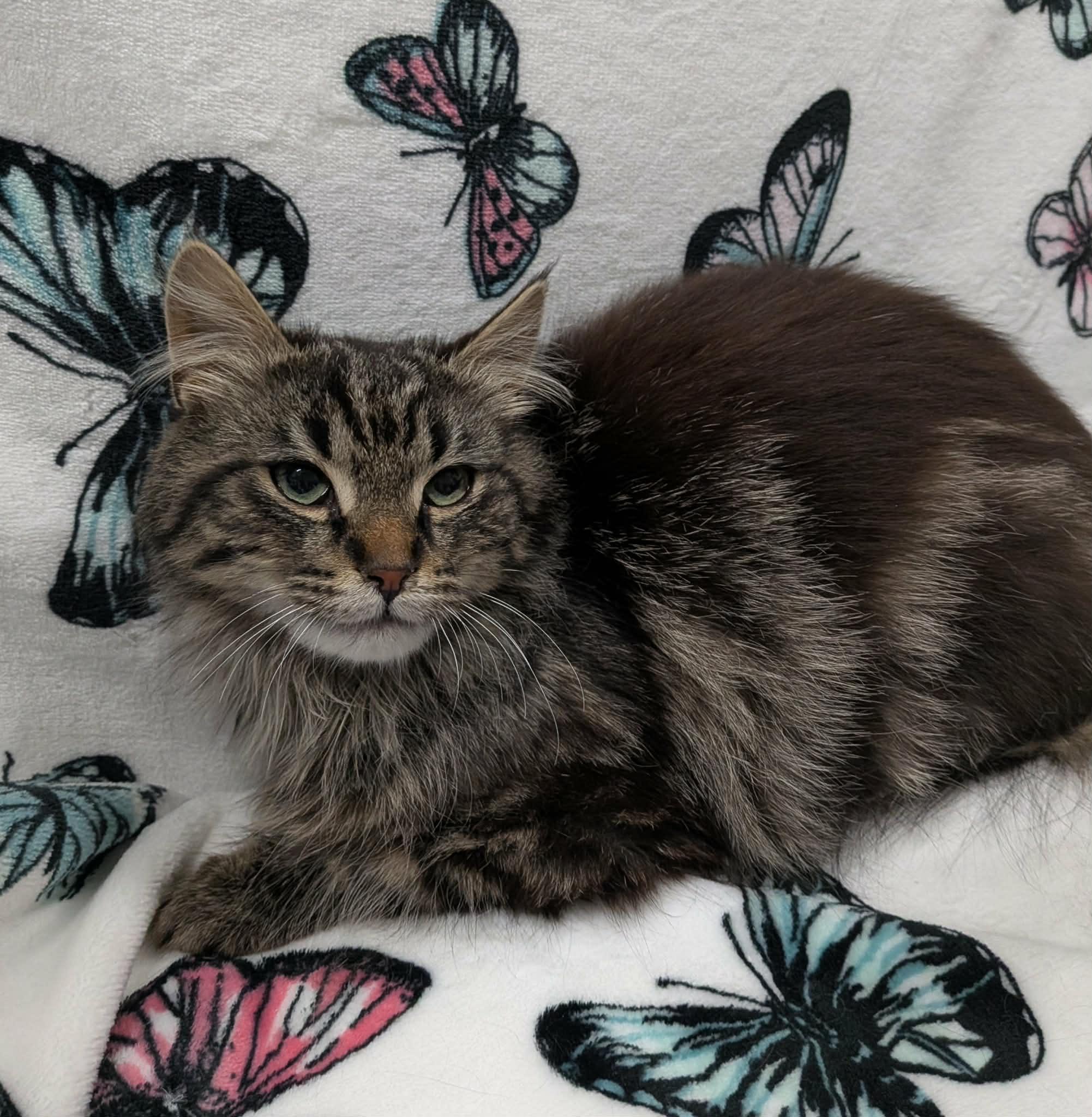 EVEREST, an adoption pending Domestic Long Hair in Tillsonburg, ON image 4/6