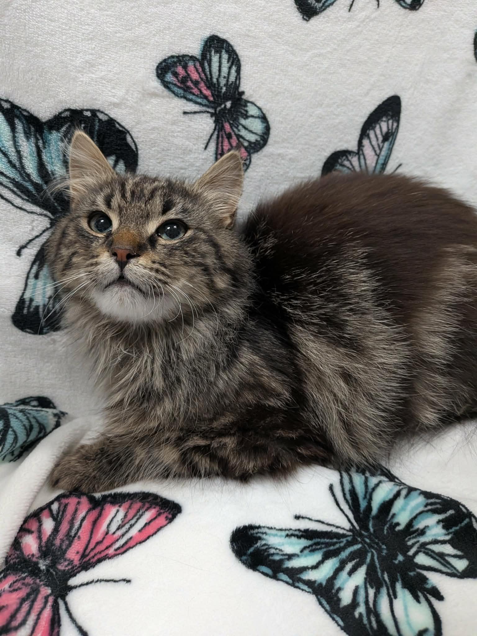 EVEREST, an adoption pending Domestic Long Hair in Tillsonburg, ON image 3/6