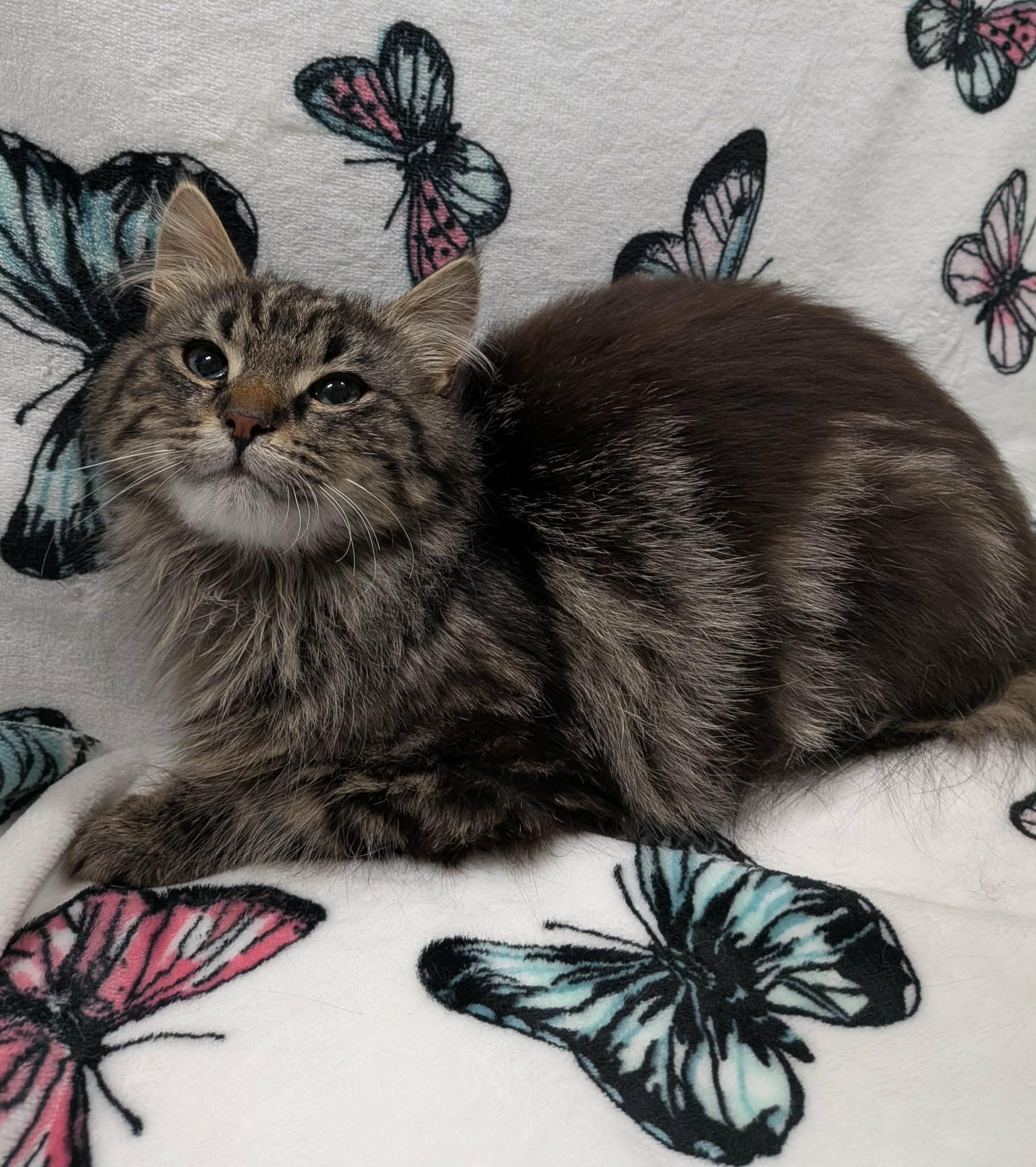 EVEREST, an adoption pending Domestic Long Hair in Tillsonburg, ON image 6/6