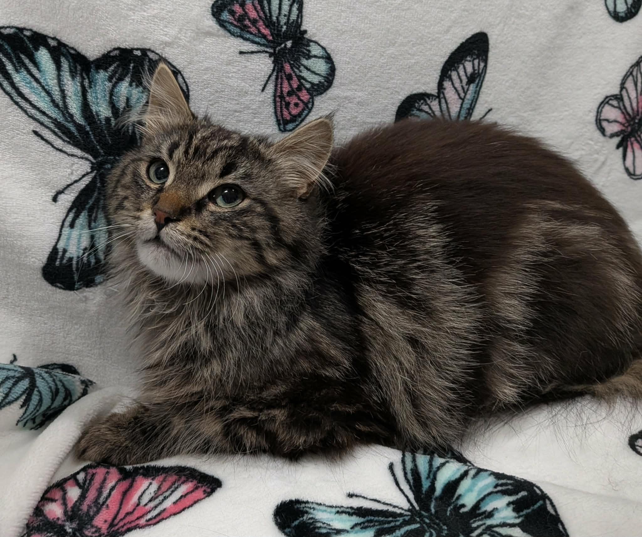 EVEREST, an adoption pending Domestic Long Hair in Tillsonburg, ON image 5/6