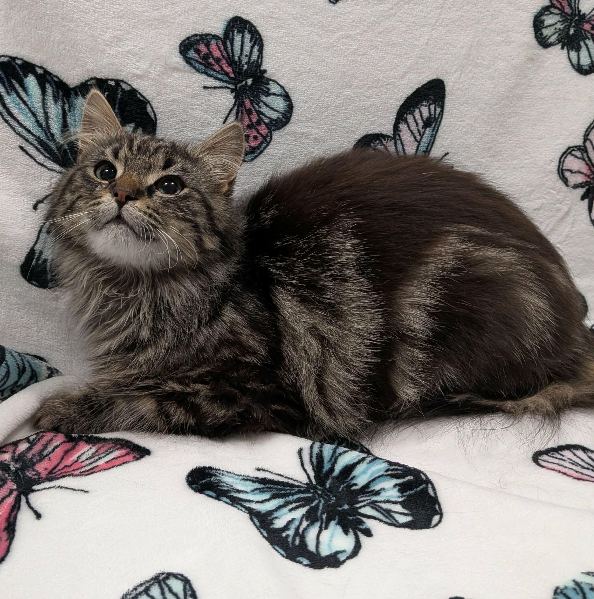 EVEREST, an adoption pending Domestic Long Hair in Tillsonburg, ON image 1/6