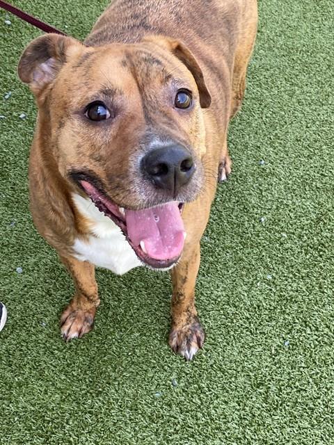 Enlarge TIGER, a Adoptable mixed breed in Fayetteville, NC image 1/1