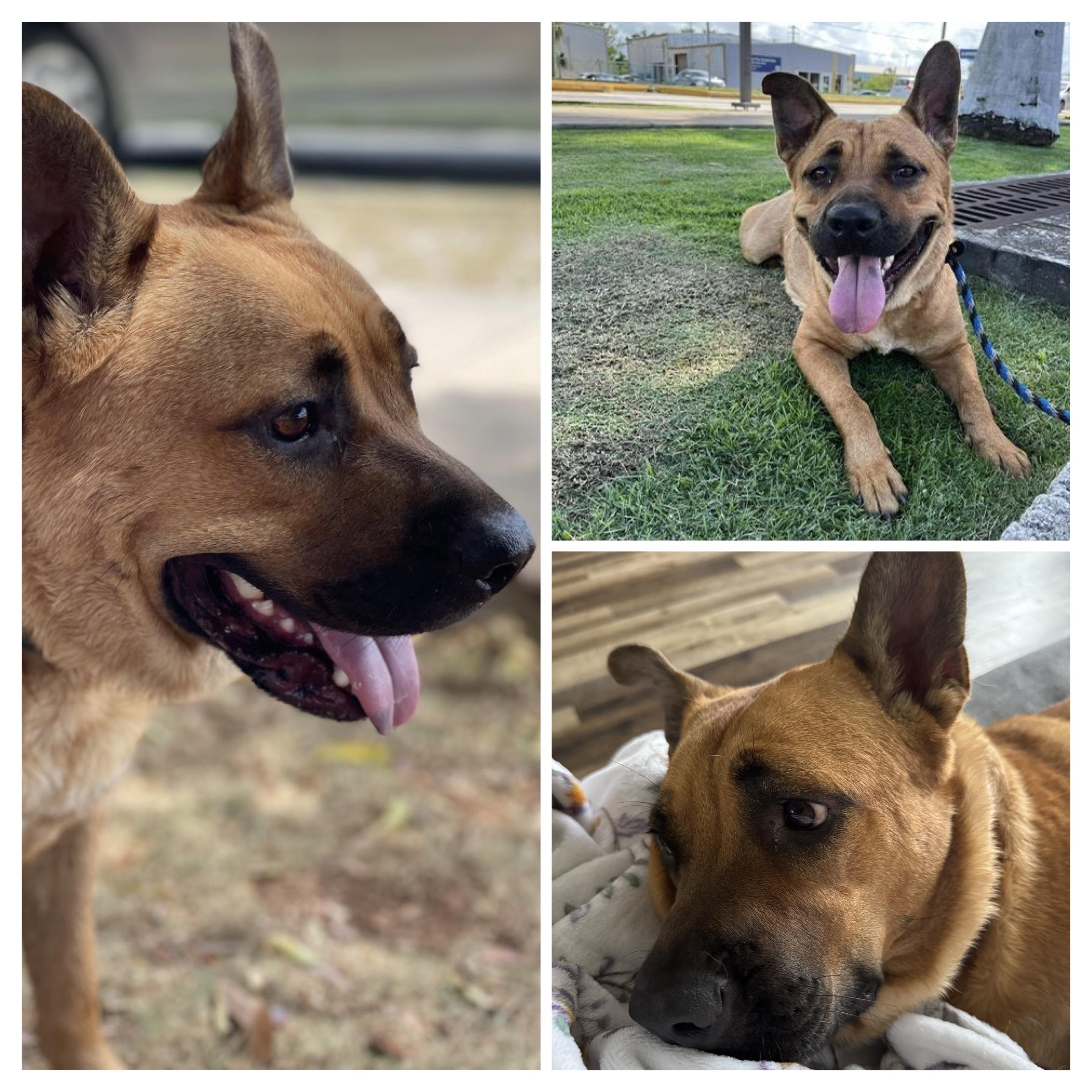 Coco Momma, an adoptable German Shepherd Dog in Head of Saint Margarets Bay, NS, B3Z 1Y8 | Photo Image 1