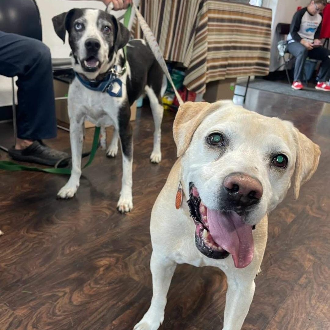 Enlarge Jade ( & Ozzie), a Adoptable mixed breed in Marengo, IL image 3/5