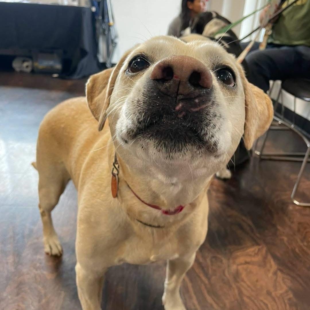 Enlarge Jade ( & Ozzie), a Adoptable mixed breed in Marengo, IL image 2/5