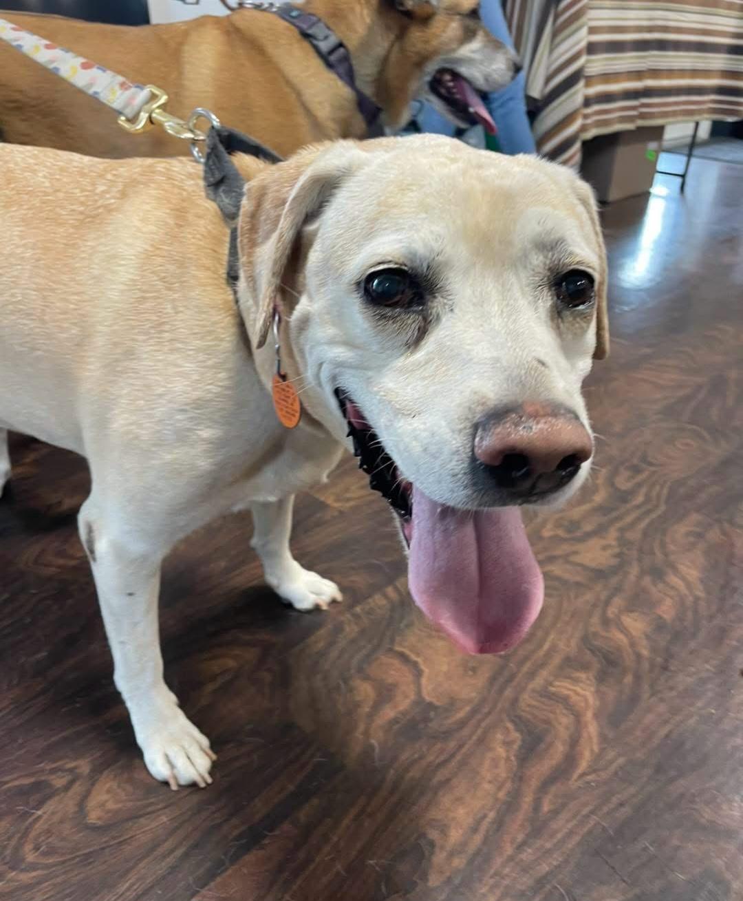 Jade ( & Ozzie), Adoptable, Senior Female Mixed Breed & Labrador Retriever.