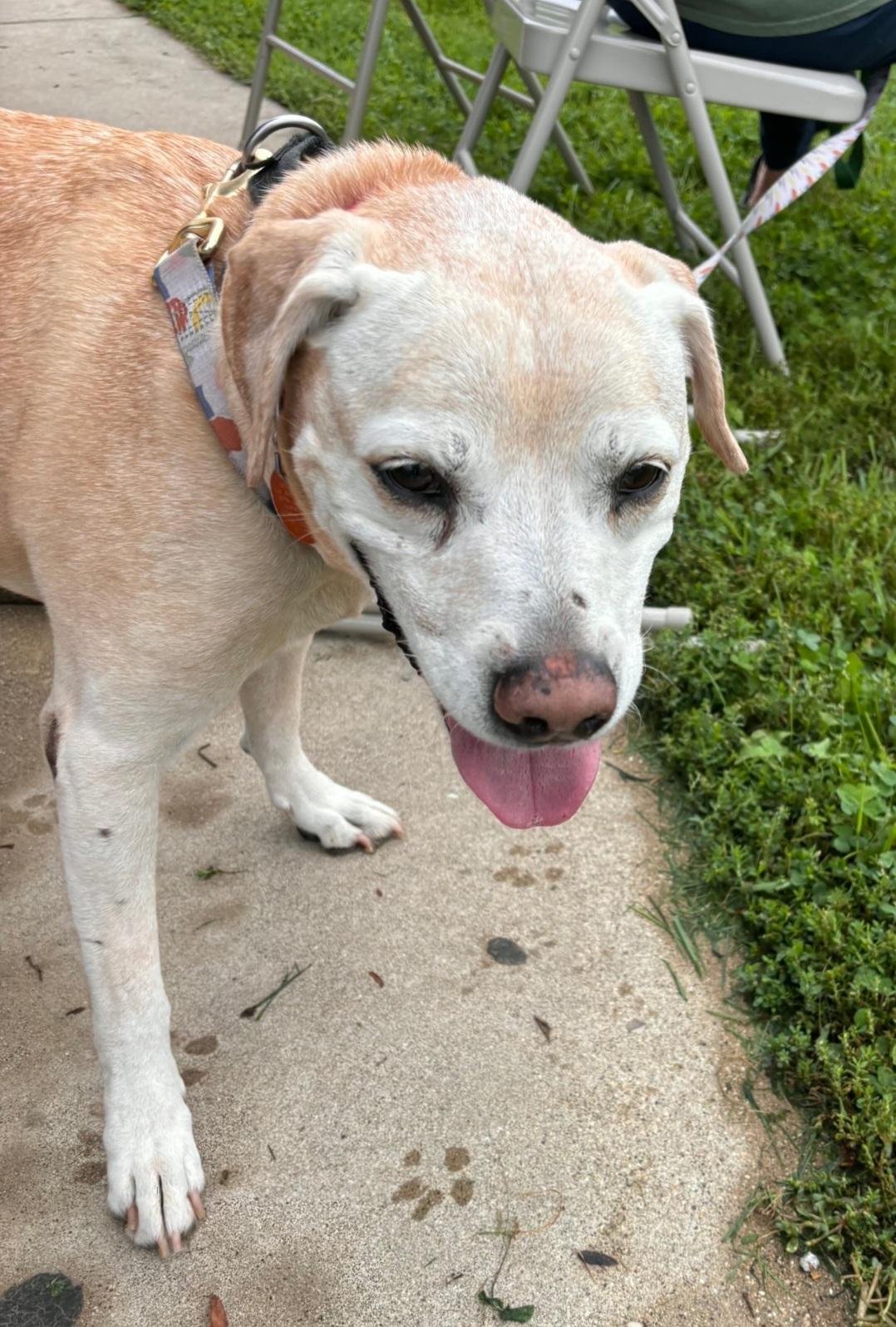 Enlarge Jade ( & Ozzie), a Adoptable mixed breed in Marengo, IL image 4/5