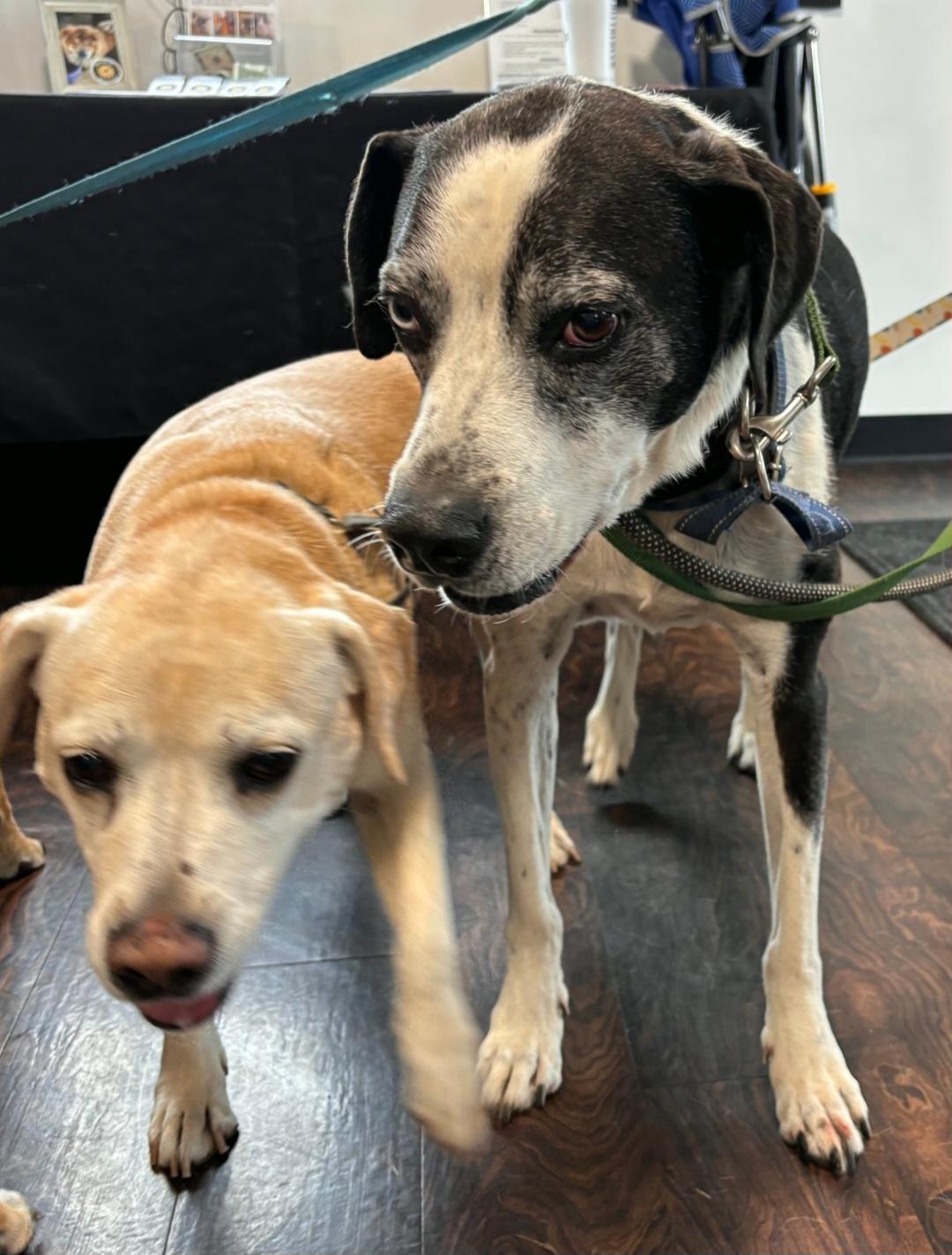 Enlarge Jade ( & Ozzie), a Adoptable mixed breed in Marengo, IL image 5/5