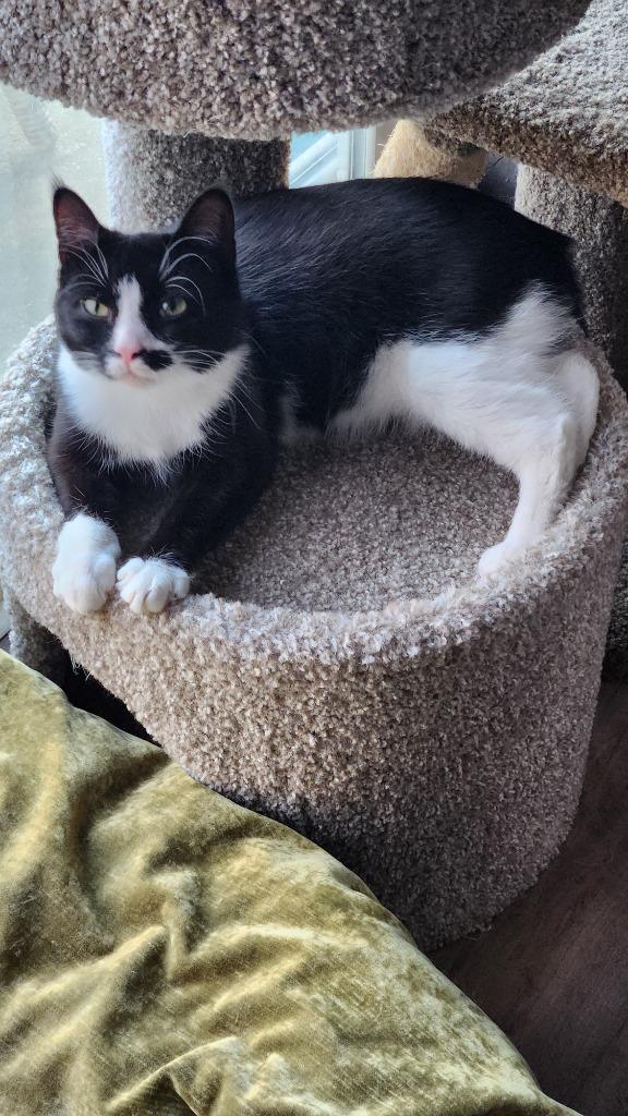 Rosa, Adoptable, Young Female Domestic Medium Hair.