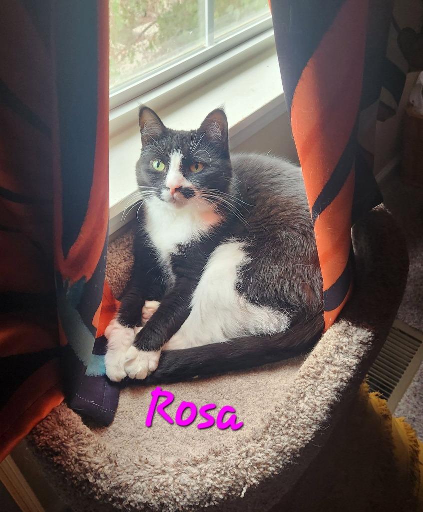 Enlarge Rosa, a Adoptable mixed breed in Libertyville, IL image 2/6