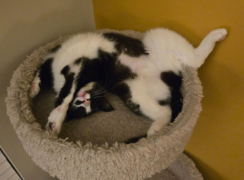 Enlarge Rosa, a Adoptable mixed breed in Libertyville, IL image 2/6