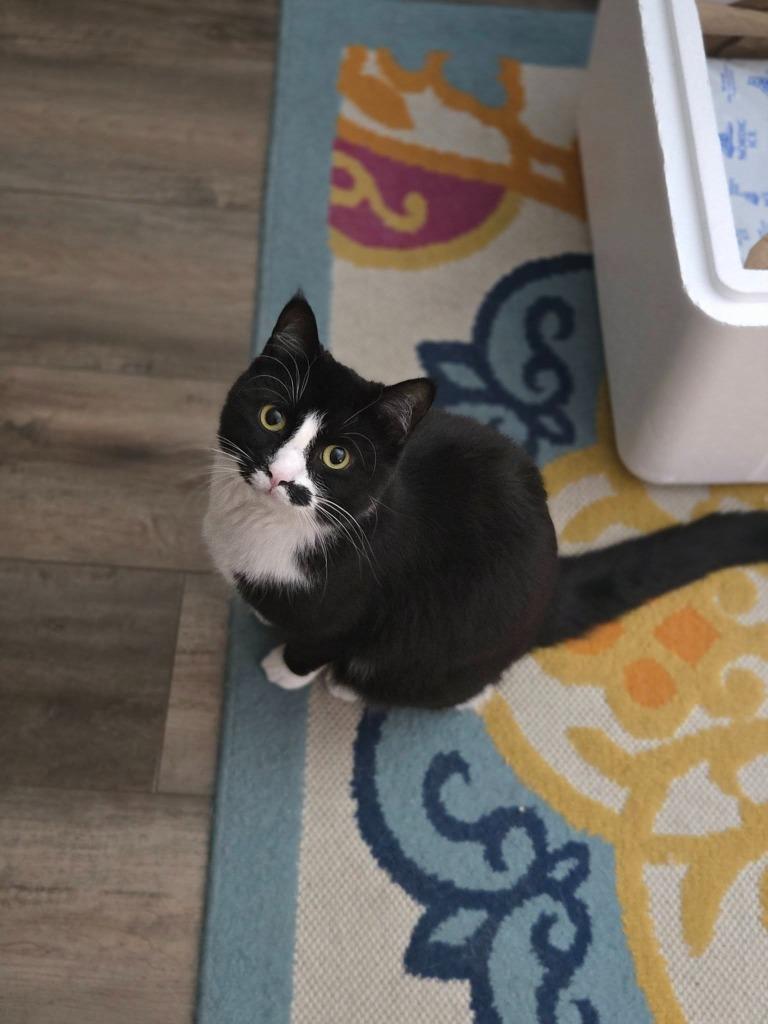 Enlarge Rosa, a Adoptable mixed breed in Libertyville, IL image 3/6