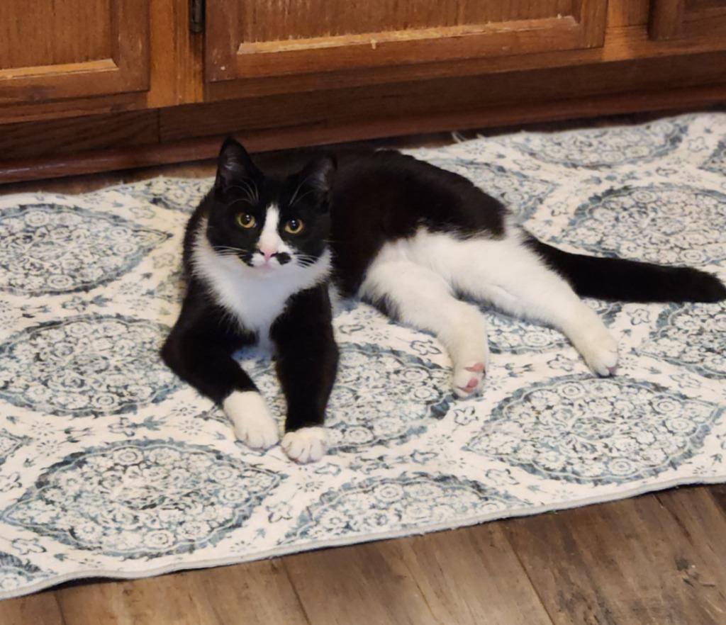 Enlarge Rosa, a Adoptable mixed breed in Libertyville, IL image 4/6