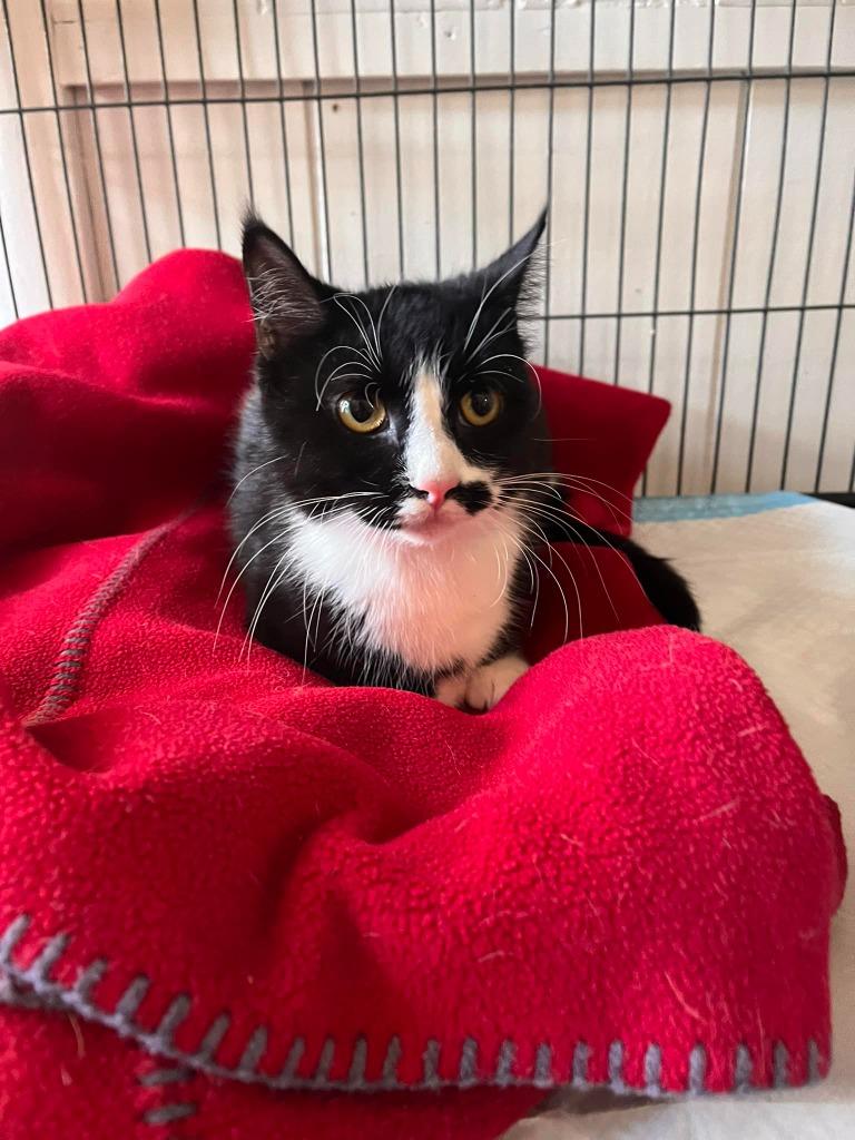 Enlarge Rosa, a Adoptable mixed breed in Libertyville, IL image 5/6