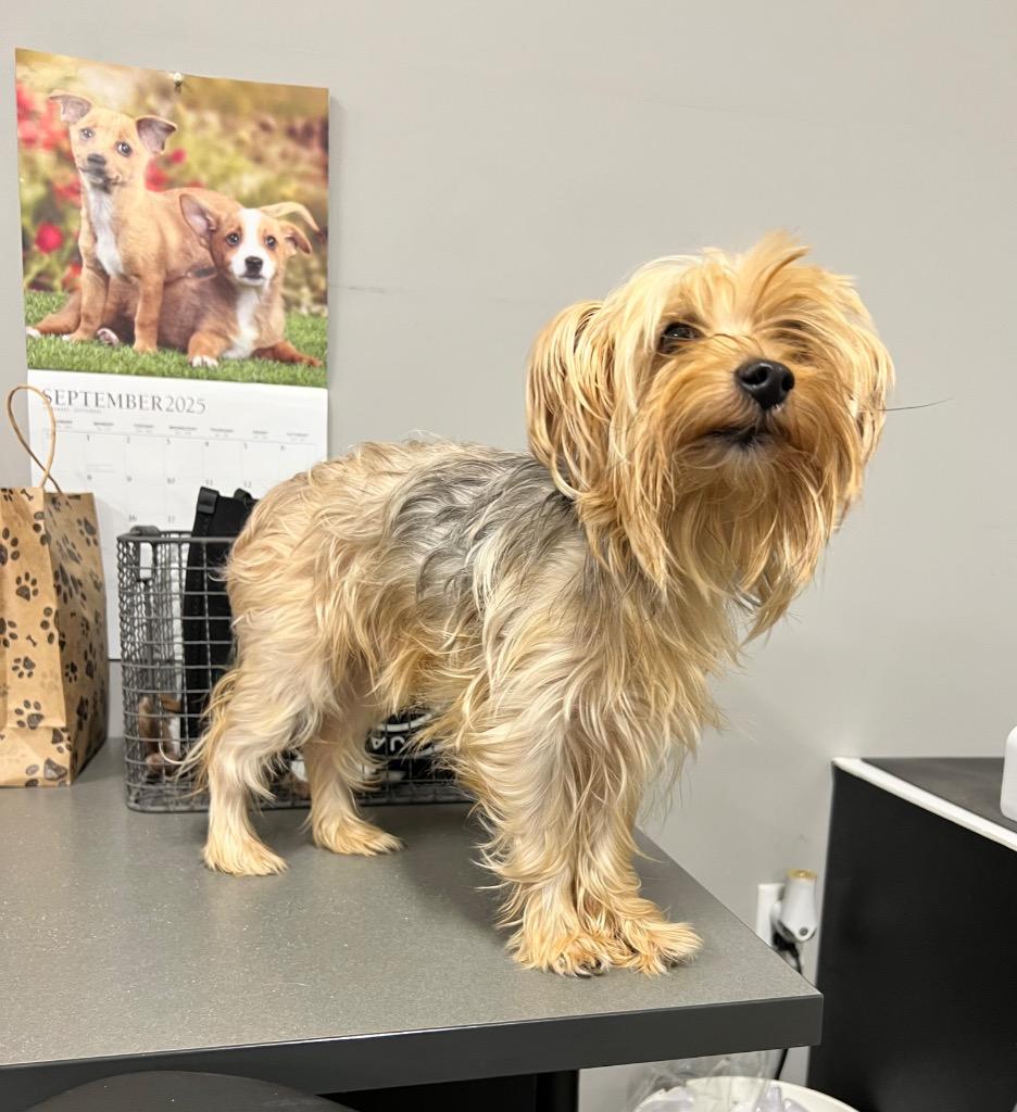 Handsome thumbnail 3