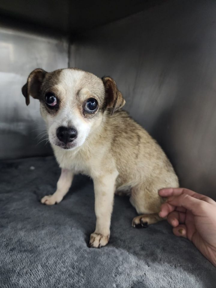 Dog for adoption Cherry, a Mixed Breed in Surrey, BC Petfinder