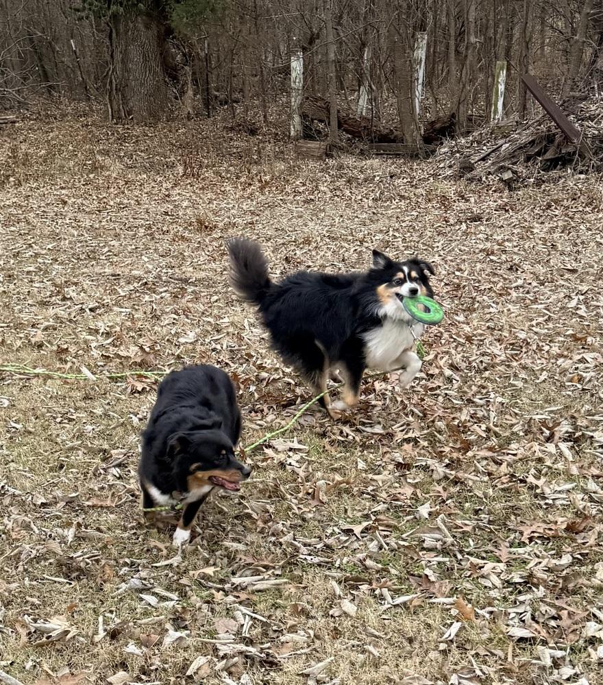 0764 Sparkie nka Finley, Adoptable, Adult Male Australian Shepherd & Border Collie.