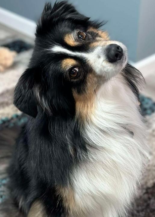 0764 Sparkie nka Finley, Adoptable, Adult Male Australian Shepherd & Border Collie.